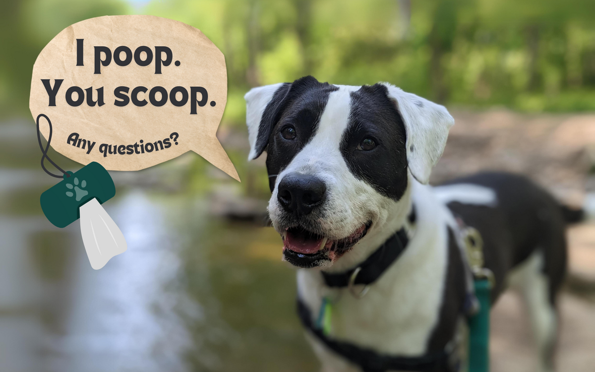 Photo of a dog with caption "I poop. You scoop."